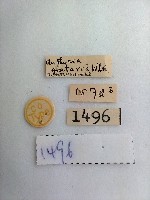 黃緣尖角波尺蛾藏品圖，第2張