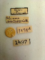 尺蛾藏品圖，第2張