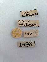 尺蛾藏品圖，第2張