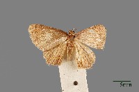 尺蛾藏品圖，第1張