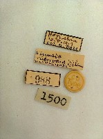 尺蛾藏品圖，第2張