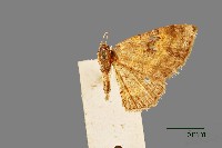 尺蛾藏品圖，第1張