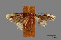 尺蛾藏品圖，第1張