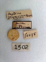 尺蛾藏品圖，第2張