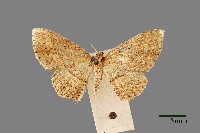 尺蛾藏品圖，第1張