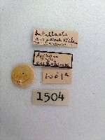 尺蛾藏品圖，第2張