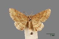 尺蛾藏品圖，第1張