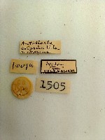 尺蛾藏品圖，第2張