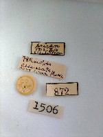 綠波尺蛾藏品圖，第2張