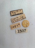 尺蛾藏品圖，第2張