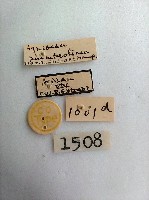 尺蛾藏品圖，第2張