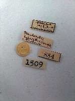 鏽斑波尺蛾藏品圖，第2張