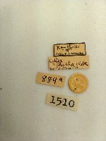 緣無星波尺蛾藏品圖，第2張