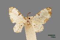 尺蛾藏品圖，第1張