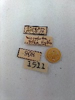 尺蛾藏品圖，第2張