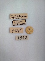 尺蛾藏品圖，第2張