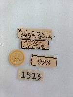 尺蛾藏品圖，第2張