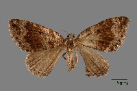 尺蛾藏品圖，第1張