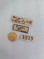 尺蛾藏品圖，第2張