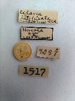 尺蛾藏品圖，第2張