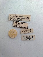 曠褥尺蛾藏品圖，第2張