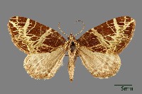 黑斑褥尺蛾藏品圖，第1張