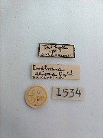 黑斑褥尺蛾藏品圖，第2張