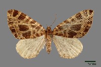 黑斑褥尺蛾藏品圖，第1張