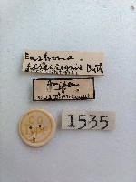 黑斑褥尺蛾藏品圖，第2張