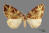 尺蛾藏品圖，第1張