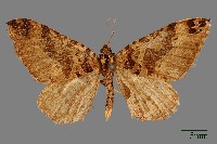 尺蛾藏品圖，第1張