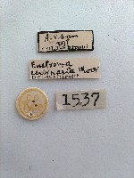 尺蛾藏品圖，第2張