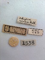 尺蛾藏品圖，第2張