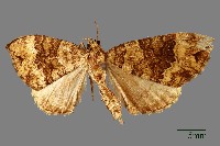 尺蛾藏品圖，第1張