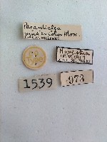 尺蛾藏品圖，第2張