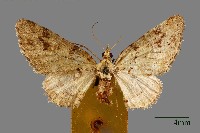 尺蛾藏品圖，第1張