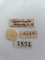 尺蛾藏品圖，第2張