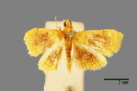 螟蛾藏品圖，第1張