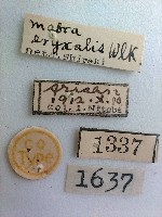 螟蛾藏品圖，第2張