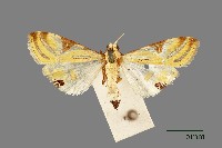 緗帶野螟蛾藏品圖，第1張