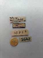 緗帶野螟蛾藏品圖，第2張