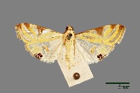 緗帶野螟蛾藏品圖，第1張