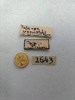 緗帶野螟蛾藏品圖，第2張