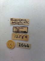 螟蛾藏品圖，第2張