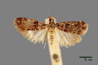 螟蛾藏品圖，第1張