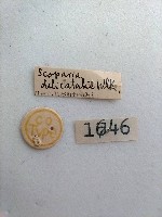 螟蛾藏品圖，第2張