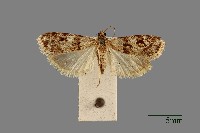 螟蛾藏品圖，第1張