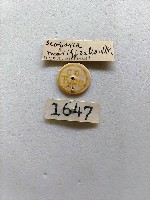 螟蛾藏品圖，第2張