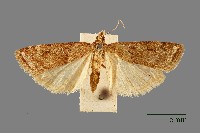 螟蛾藏品圖，第1張