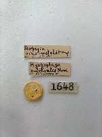 螟蛾藏品圖，第2張